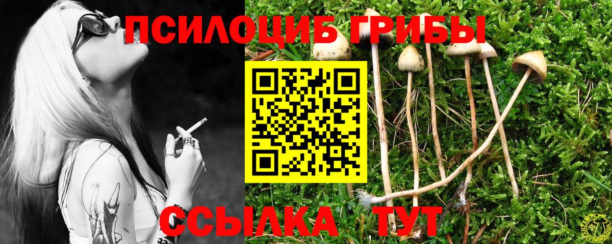 где можно купить наркотик  Вход с VPN  Усть-Джегута  Псилоцибиновые грибы Cubensis 